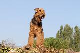 AIREDALE TERRIER 060